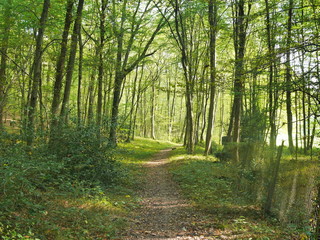 Obraz premium bois forêt vert