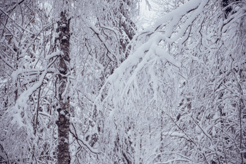 Winter road in the snowy forest.