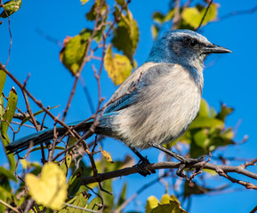 Scrub Jay