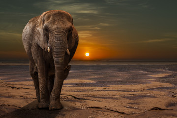 Elefante - 208275259