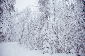 Fototapeta premium Winter road in the snowy forest.