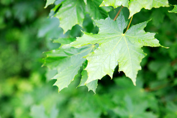 Macro shot on green maple leaves.