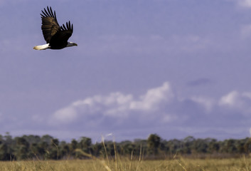 Eagle in Flight