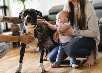 Baby girl touch pitbull at home, parent holding baby