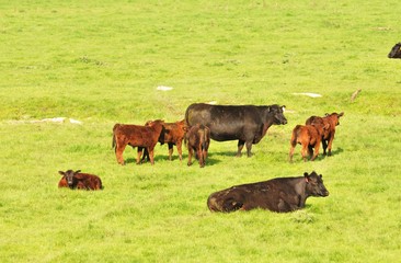 Beef Cattle