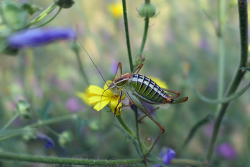 green camouflage grasshopper of corfu in greence