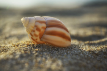 white and brown snail seashell on a beach sand