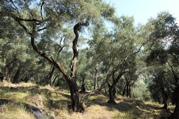 olive tree plantation on corfu island greece