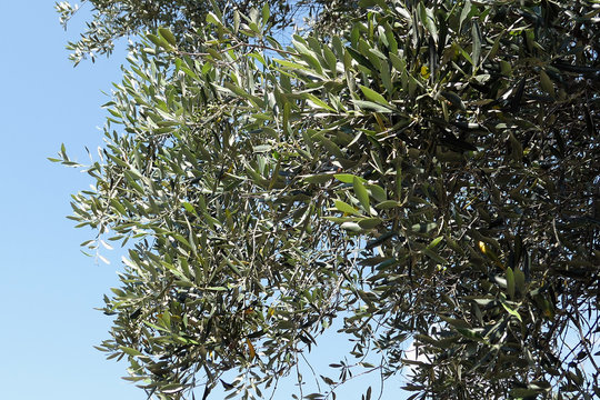 olive tree agian blue sky at plantage on corfu island greece