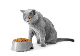 Serious British cat ready to eat a bowl of food