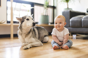 Baby girl sitting with husky on the floor