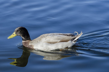 duck