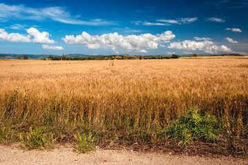 Campo di grano, Sardegna 