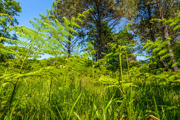 Fototapeta premium Vixiador forest outside of Vigo
