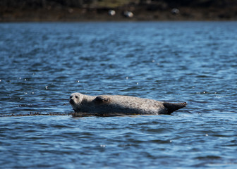 Fototapeta premium Seehunde