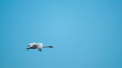 Fototapeta premium Whooper swan fly in blue sky. Background with copy space for text.