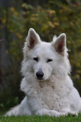 Obraz premium Spielende weiße Schäfer