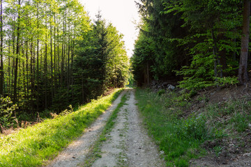 Bright green forest natural walkway in sunny day light. Sunshine forest trees. Sun through vivid green forest.