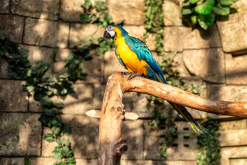 Green, blue and yellow colors parrot - Ara ararauna on tree and stone wall background in exotic country