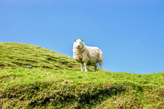 White Scottish sheep on green mountain pasture