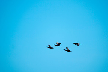 Cormorant birds flying in a blue / turquoise sky. Background with copy space for text.