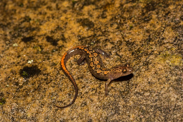 Blue Ridge Dusky Salamander (Desmognathus orestes)