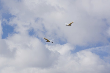 Two ardeas flies under the sky