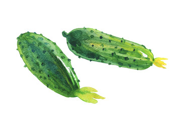 Watercolor painting cucumbers on white background. Hand drawn vegetable illustration