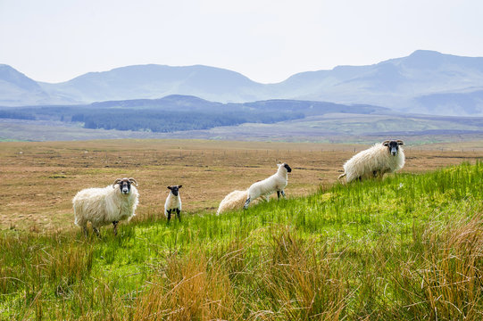 White Scottish sheep on a pasture in a mountain valley