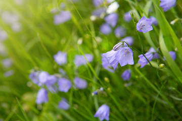 Bellflower or Campanula persicifolia.
