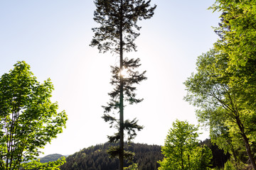 Bright green forest natural walkway in sunny day light. Sunshine forest trees. Sun through vivid green forest.