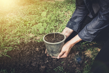Young man planting the tree in the garden as earth day and save world concept, nature, environment...