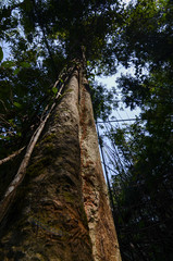 Fototapeta premium Stump of a tall tree in a tropical forest