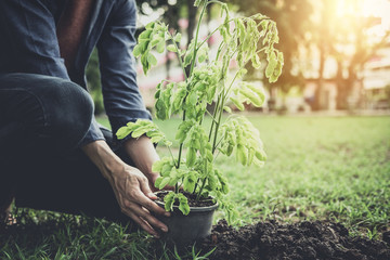 Young man planting the tree in the garden as earth day and save world concept, nature, environment and ecology