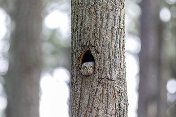Female Gray screech owl looks at camera from hole in tree