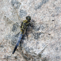 Black-tailed skimmer (Orthetrum cancellatum), male, dragonfly, belonging to the family Libellulidae. Close up of a beautiful dragonfly sitting on a rock.