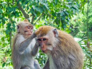 Naklejka na ściany i meble Balinese long-tailed monkeys