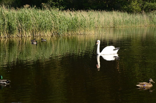 White majestic swan swims with grace on lake