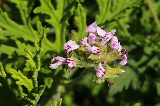"Sweet Scented Geranium" flowers (or Rose Geranium, Wild Malva) in St. Gallen, Switzerland. Its Latin name is Pelargonium Graveolens (Syn Geranium Terebinthinaceum), native to South Africa.