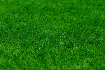 Green grass texture for football