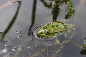 Frosch