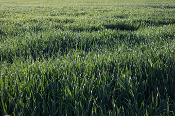 green wheat field