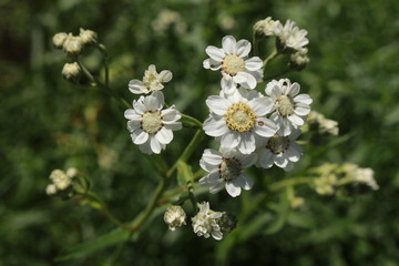 White "Sneezewort" flowers (or European Pellitory, Goose Tongue, White Tansy, Sumpf-schafgarbe) in St. Gallen, Switzerland. Its Latin name is Achillea Ptarmica, native to Europe. © RukiMedia