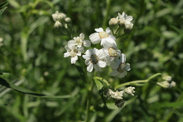 White "Sneezewort" flowers (or European Pellitory, Goose Tongue, White Tansy, Sumpf-schafgarbe) in St. Gallen, Switzerland. Its Latin name is Achillea Ptarmica, native to Europe. © RukiMedia