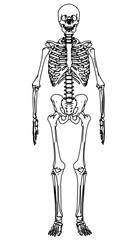 Skeleton human anatomy. Vector skeleton isolated on white
