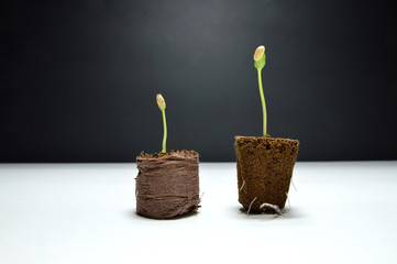 Seedlings of melon, planted in a sponge and in a piece of peat, following germination. With...
