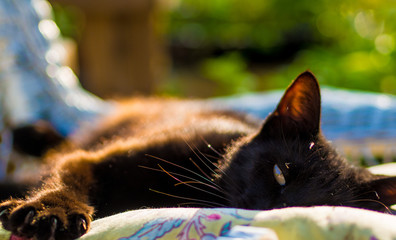 Cat Stretching in the Sun