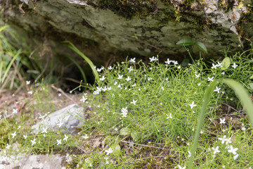 Little white flower under rock in a forest, closeup detail