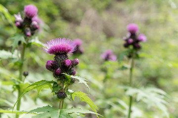 Little pink flower in a forest, closeup detail