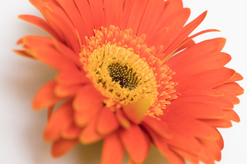 gerbera daisy flower isolated on white background